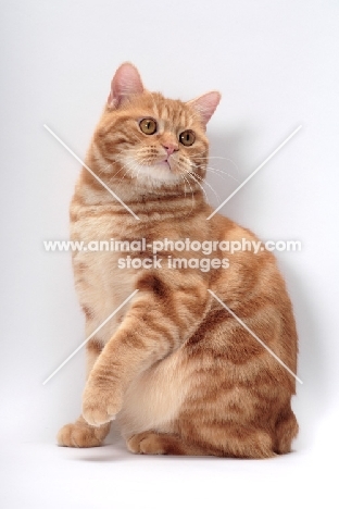 Red Classic Tabby Manx on white background