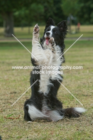 Border Collie sitting on hind legs