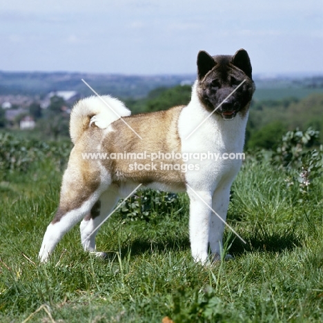 side view of an akita looking at the camera