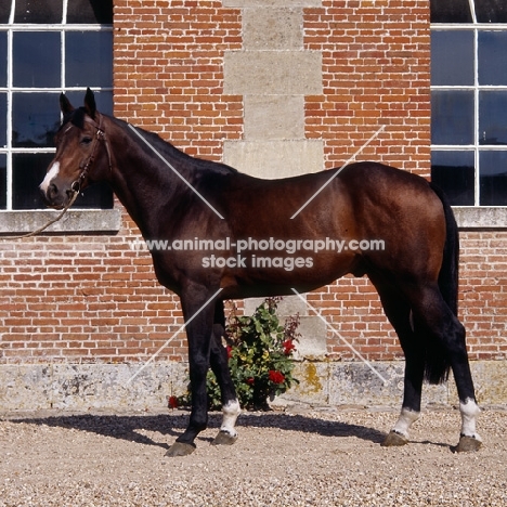 adagio, french saddle horse side view