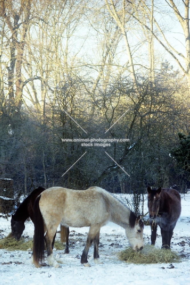 ponies in winter feeding on hay