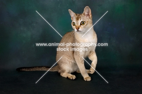 singapura cat standing on hind legs