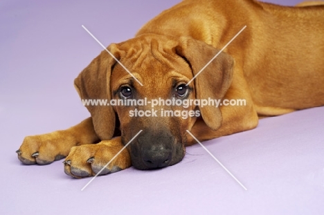 Rhodesian Ridgeback puppy