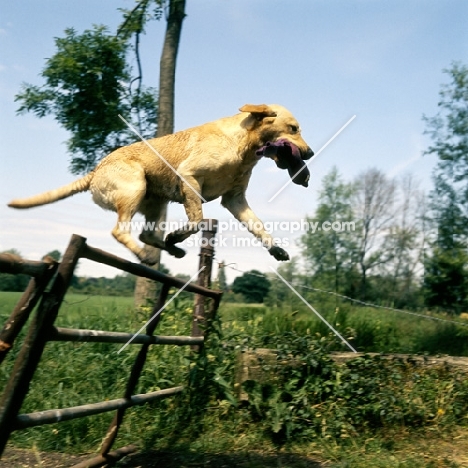 yellow labrador retrieving dummy, jumping over fence