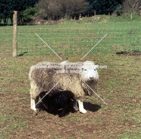 herdwick ewe with two lambs suckling