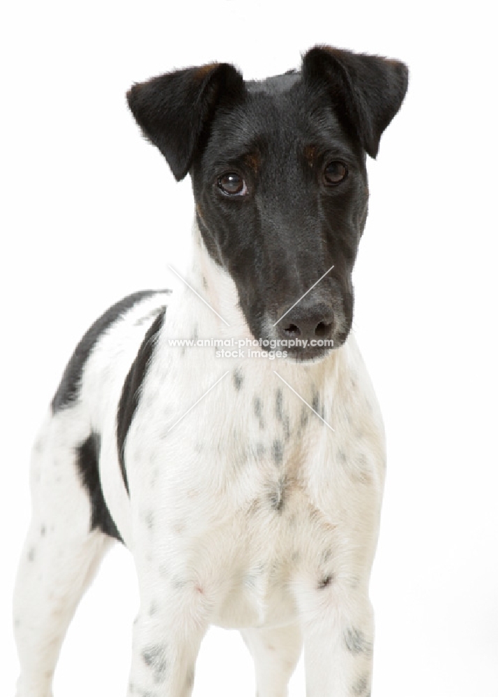 black and white Smooth Fox Terrier, portrait