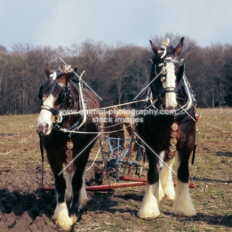 two shire horses ploughing at spring working