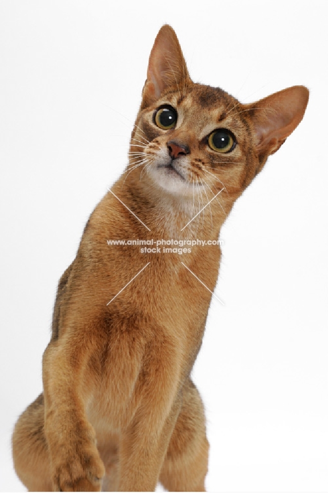 ruddy Abyssinian, looking up