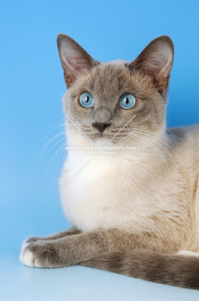 snowshoe cat portrait