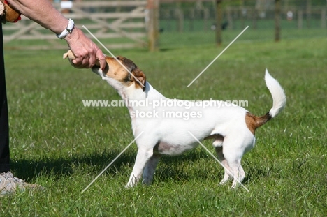 Terrier crossbreed pulling at stick