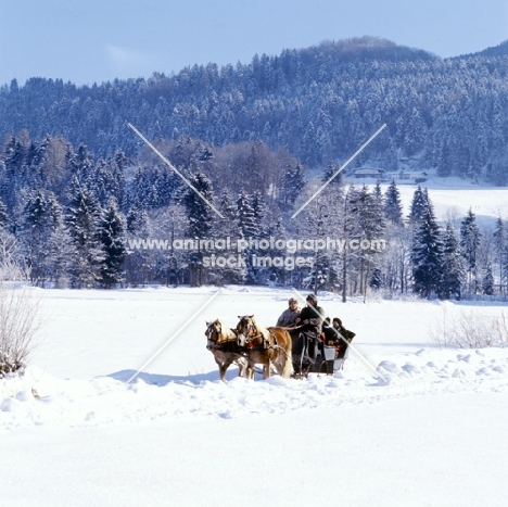 Two Haflingers, horse drawn sleigh ride in snow near Ebbs, Tirol Austria 