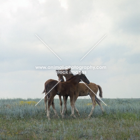 three Don foals nuzzling 