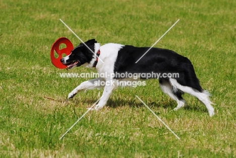 border collie playing with a frisbee
