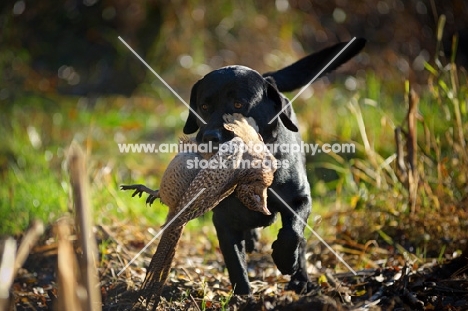 black labrador retriever retrieving pheasant in a field