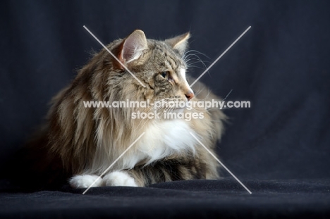 Profile shot of international champion Quadzilla's Sirius, studio shot with black background