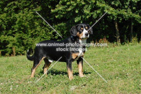 entlebucher sennenhund standing on grass