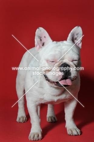 French Bulldog standing against red background