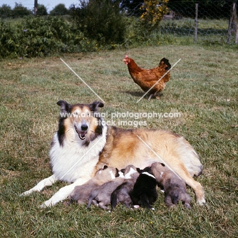rough collie lying with puppies suckling, hen in background 