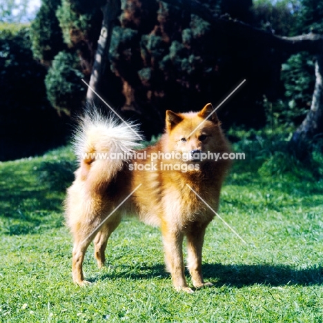 ch cullabine toni, finnish spitz standing on grass