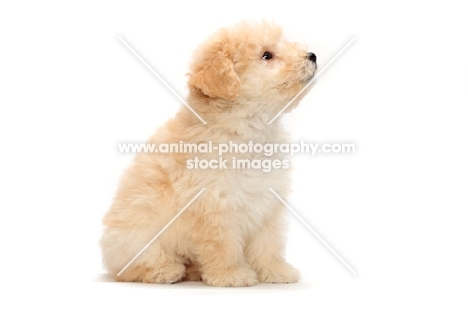 yellow Puli puppy sitting on white background