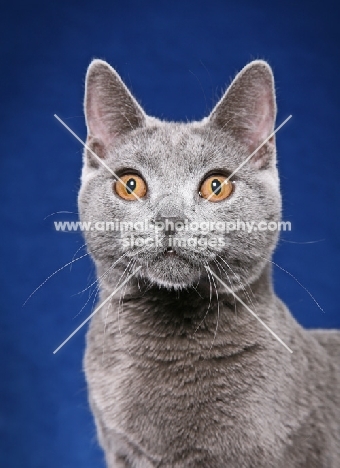 Chartreux