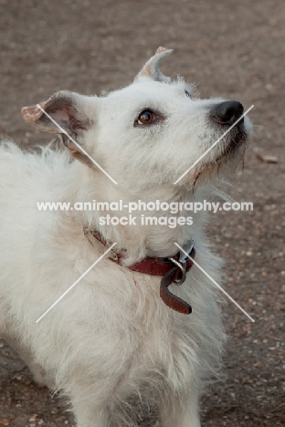 white dog with red collar looking up