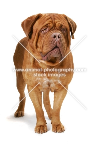 International Champion Dogue de Bordeaux (Grand Rouge Luccianob by Red Rhino) on white background