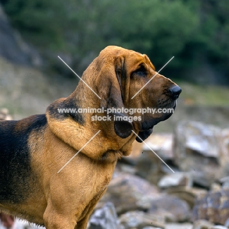 ch barsheen magnus (mag)  bloodhound, portrait