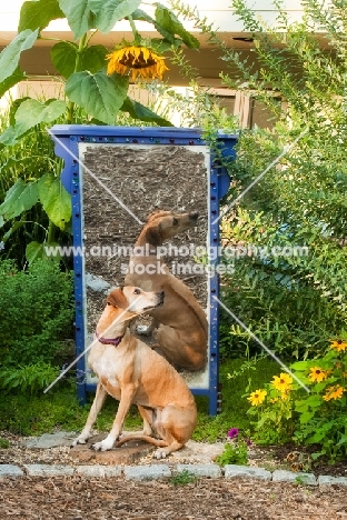 Rhodesian ridgeback with mirror