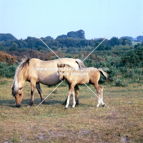 Fjord Pony mare with Arab cross foal