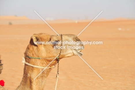 Camel profile