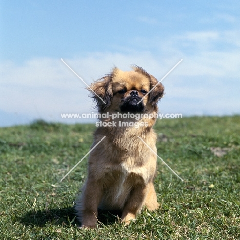 tibetan spaniel sitting on grass in wind