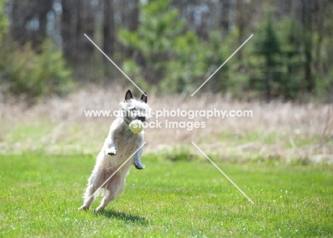 Wheaten Cairn terrier on grass about to catch tennis ball.