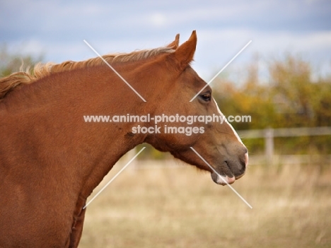 Welsh Cob (section d) profile