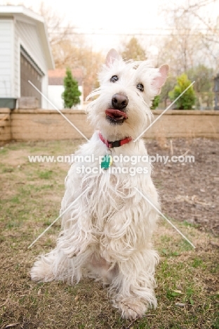 wheaten Scottish Terrier sitting up, looking at camera with tongue out.