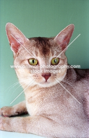 sorrel silver Abyssinian