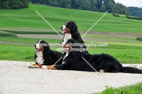 three Bernese Mountain dogs lying together