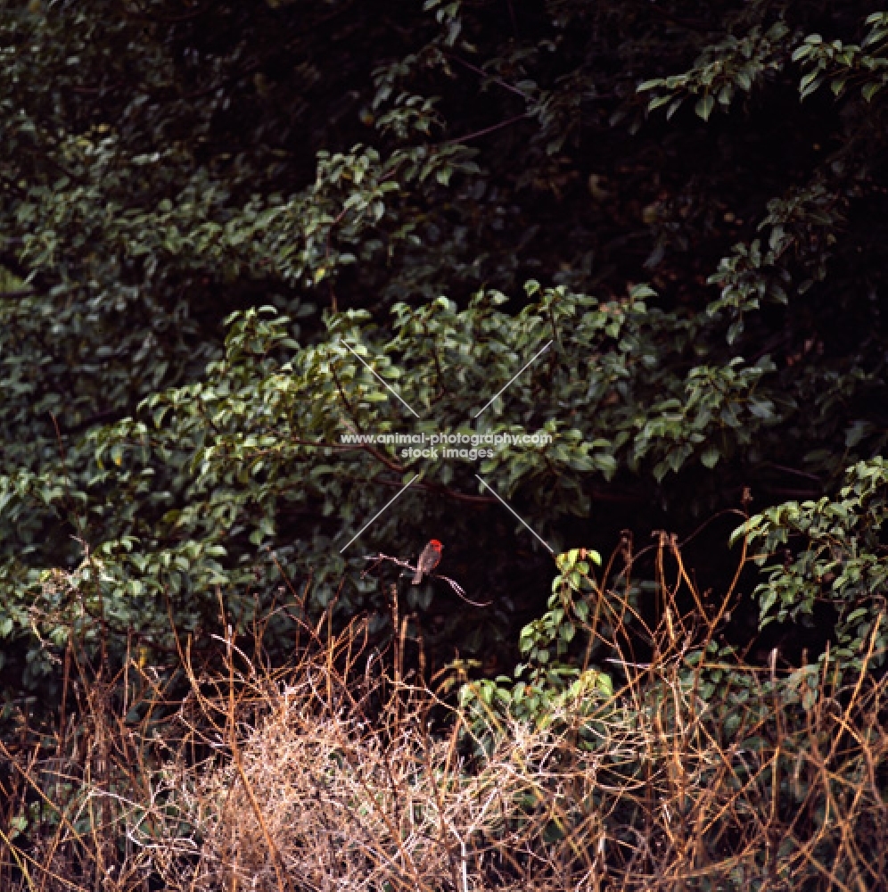 vermillion fly catcher in forest on james island, galapagos islands