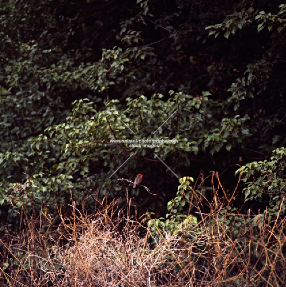 vermillion fly catcher in forest on james island, galapagos islands