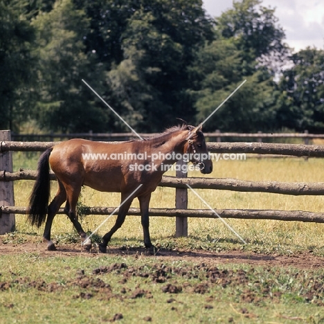 Moroun Caspian Pony stallion ull body 