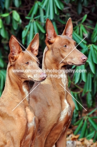 Pharaoh Hound