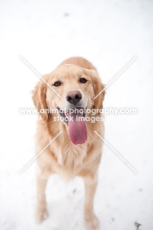 Golden Retriever standing on snow, smiling.