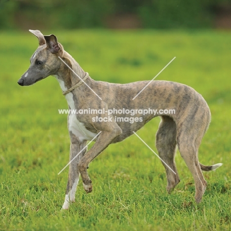 alert Whippet on grass