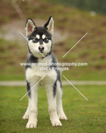 Alaskan Malamute puppy