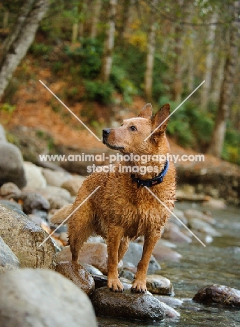 Australian Cattle Dog standing on rocks