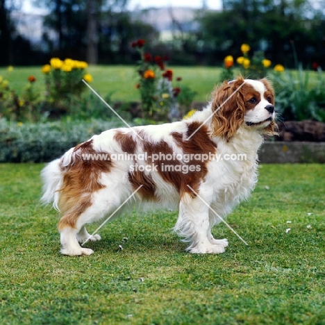 cavalier king charles spaniel from alansmere