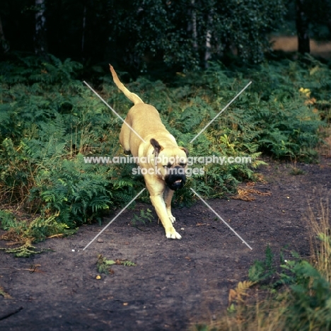 bullmastiff racing through bracken in forest