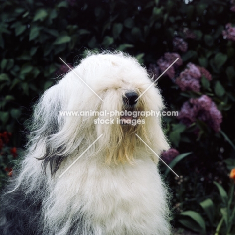 ch reculver little rascal (cuddles), old english sheepdog, head and shoulders