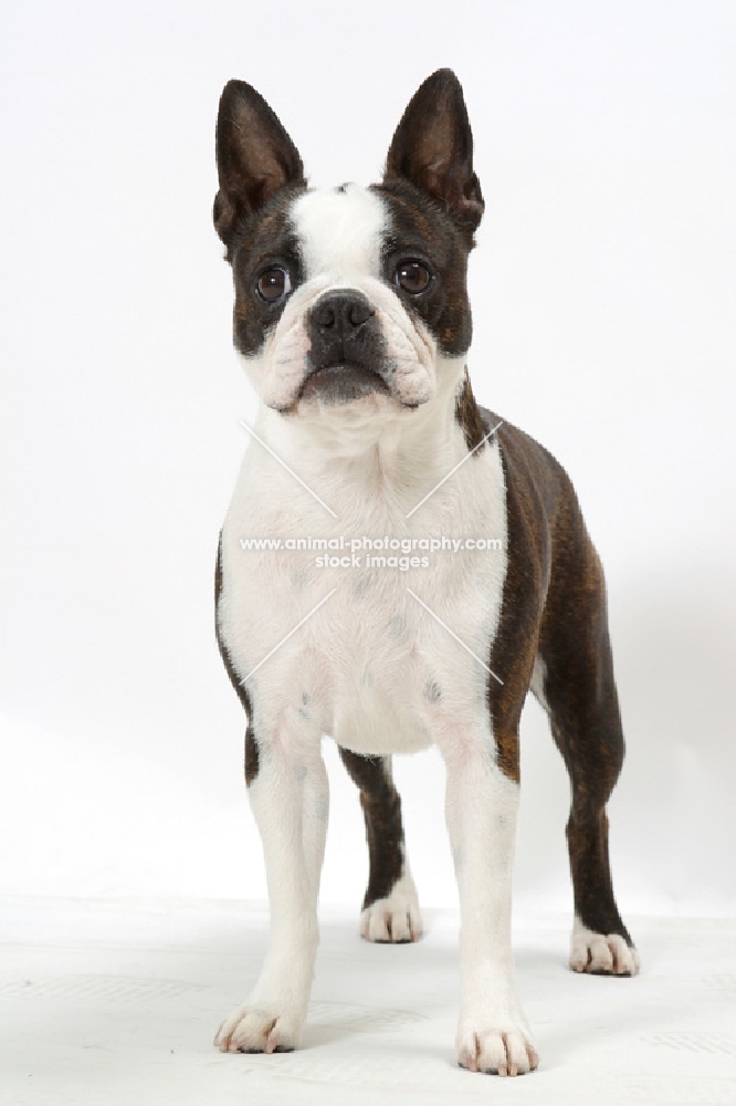 Brindle & White Australian Champion Boston Terrier, standing on white background