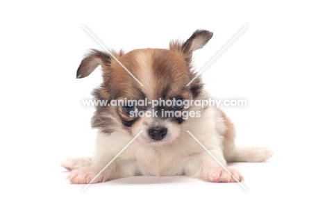 cute longhaired Chihuahua puppy